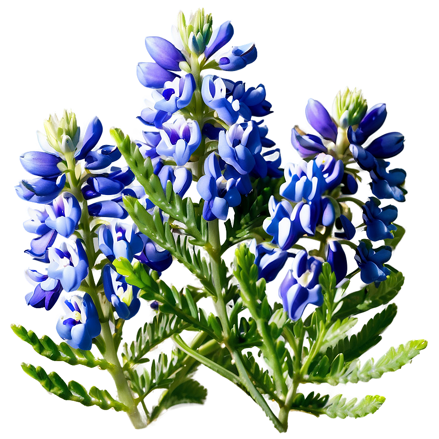 Bluebonnet Natural Habitat Png 61 PNG image