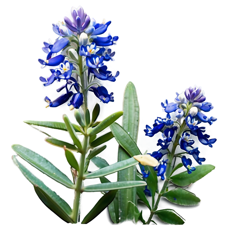 Bluebonnet Sunrise View Png Fni PNG image