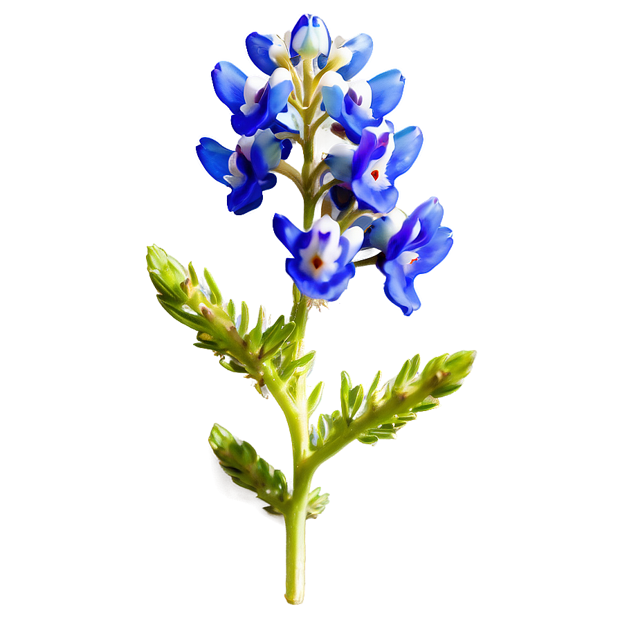 Bluebonnet With Blue Sky Png 06272024 PNG image