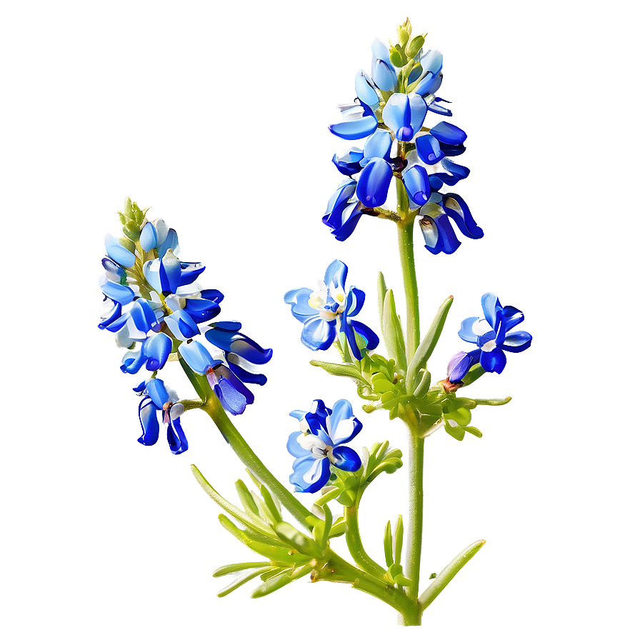 Bluebonnet With Blue Sky Png 66 PNG image