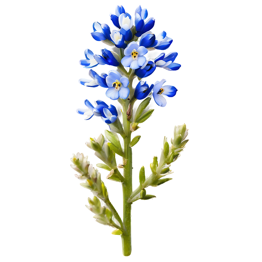 Bluebonnet With Blue Sky Png Uff PNG image