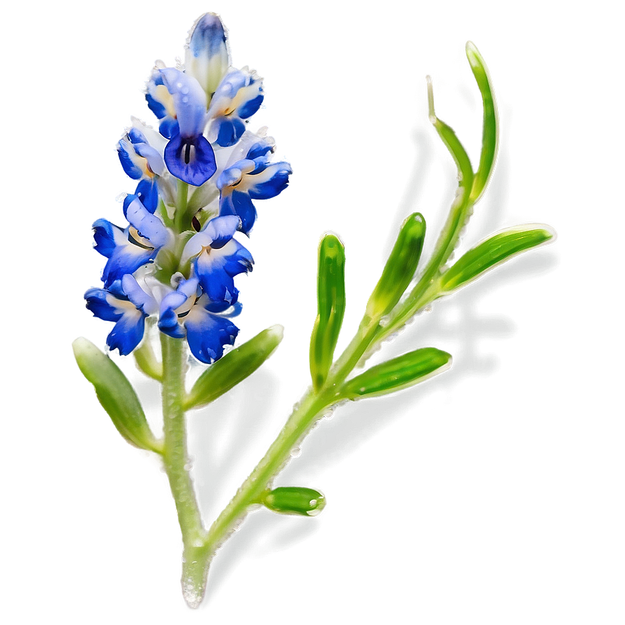 Bluebonnet With Dew Drops Png 06272024 PNG image