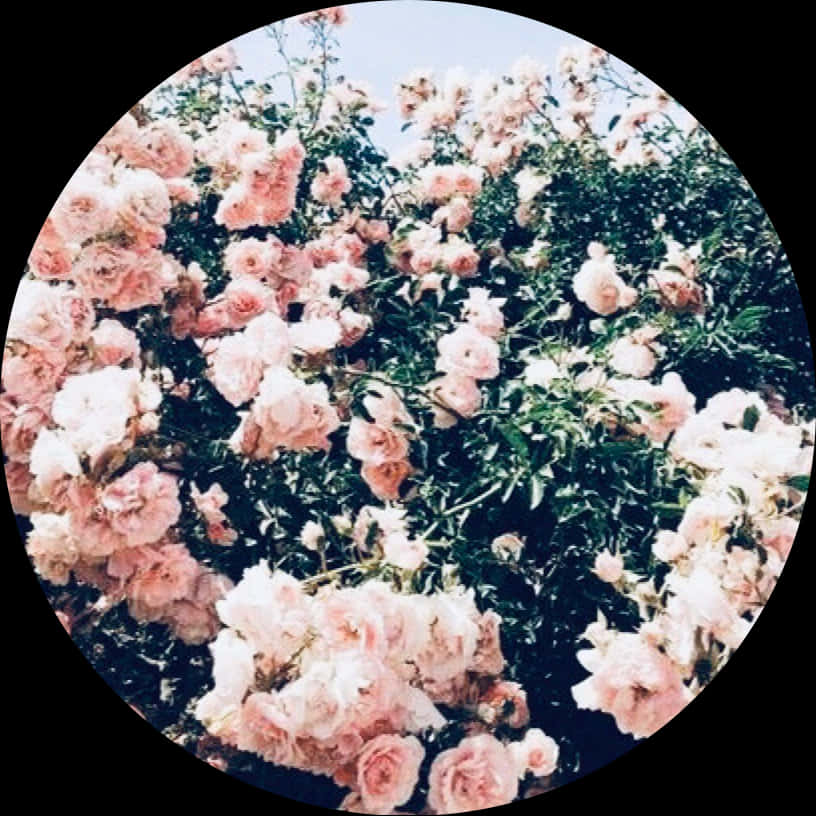Blush Rose Garden Circle PNG image