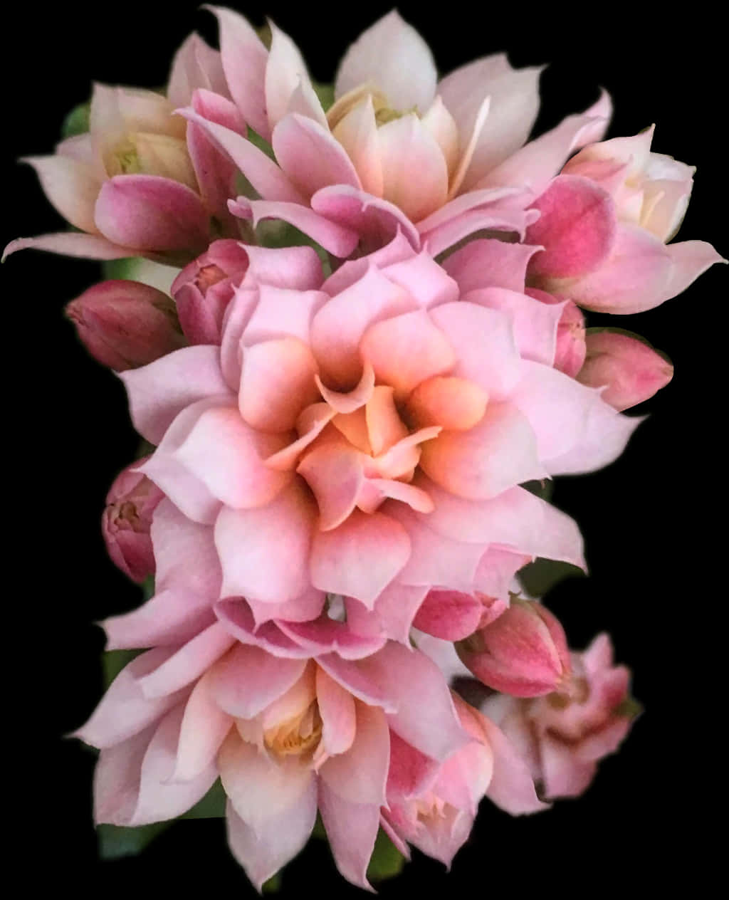 Blushing Pink Kalanchoe Blossom Cluster PNG image