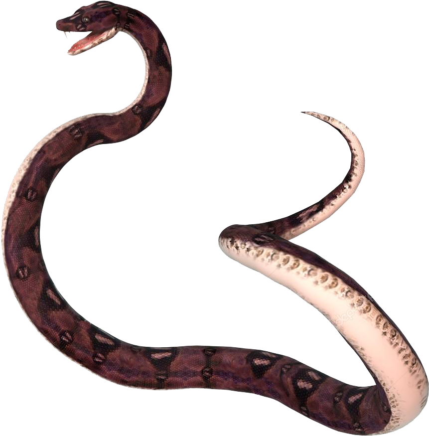 Boa_ Constrictor_ Transparent_ Background.png PNG image