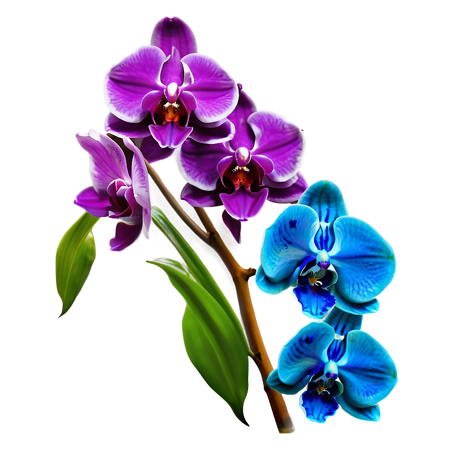 Bold Blue Orchid Png 06252024 PNG image