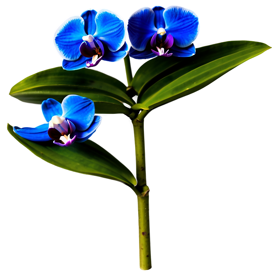 Bold Blue Orchid Png 06252024 PNG image