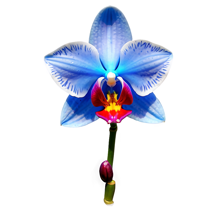 Bold Blue Orchid Png Hjl69 PNG image