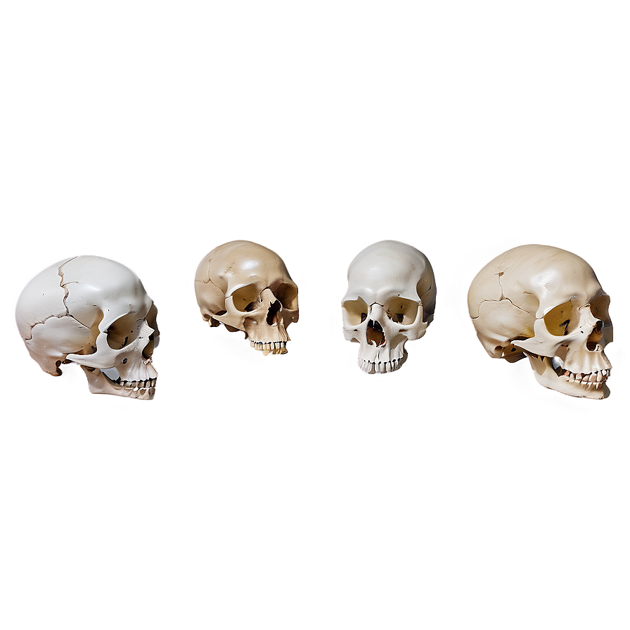 Bone And Skull Png 83 PNG image