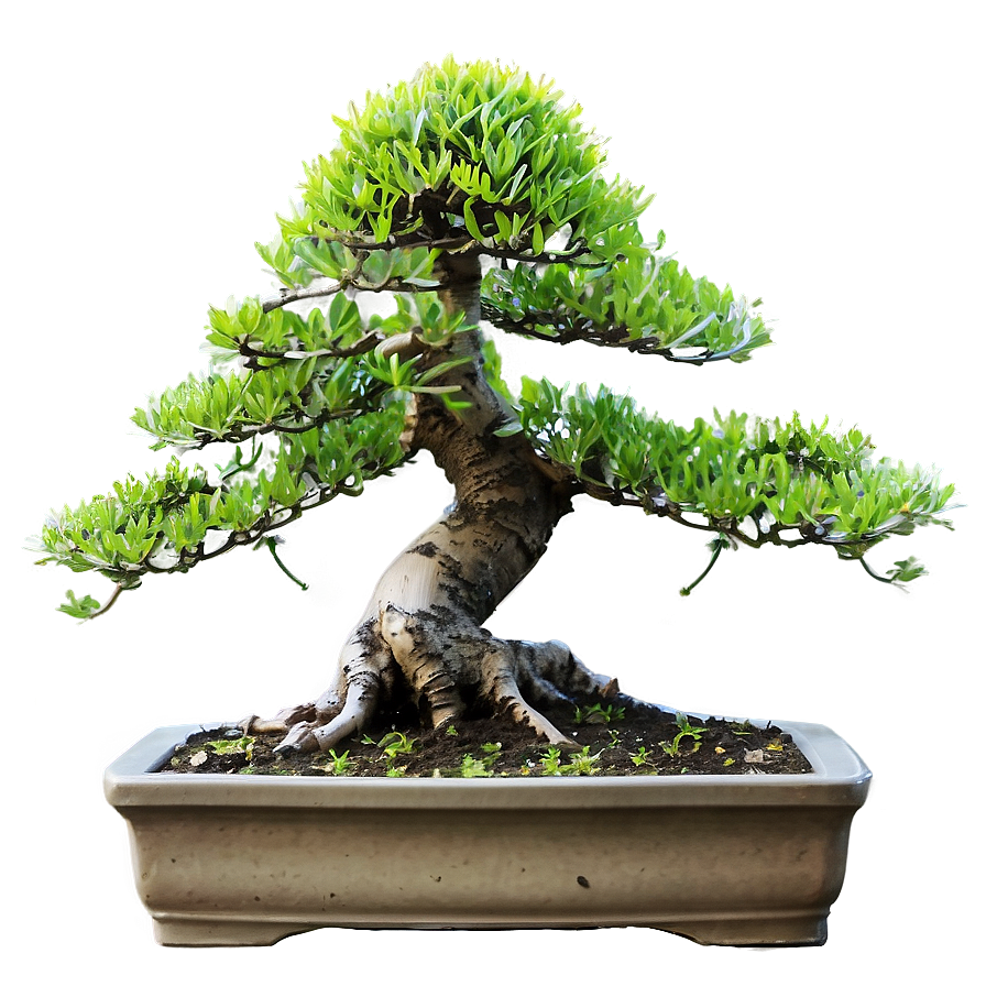 Bonsai Plant Clipart Png 06272024 PNG image