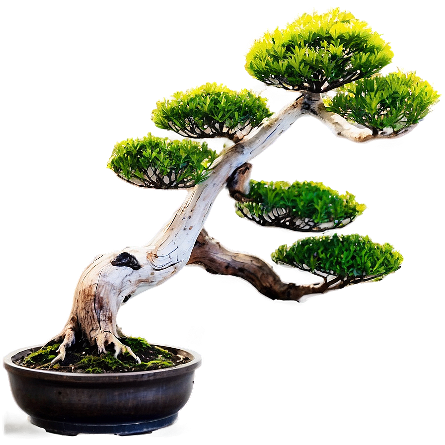 Bonsai Tree At Sunrise Png 34 PNG image