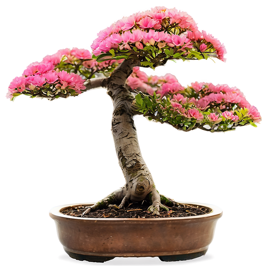 Bonsai Tree At Sunrise Png Mfr PNG image