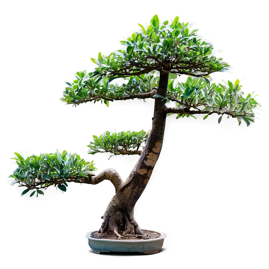 Bonsai Tree Branch Png 05252024 PNG image