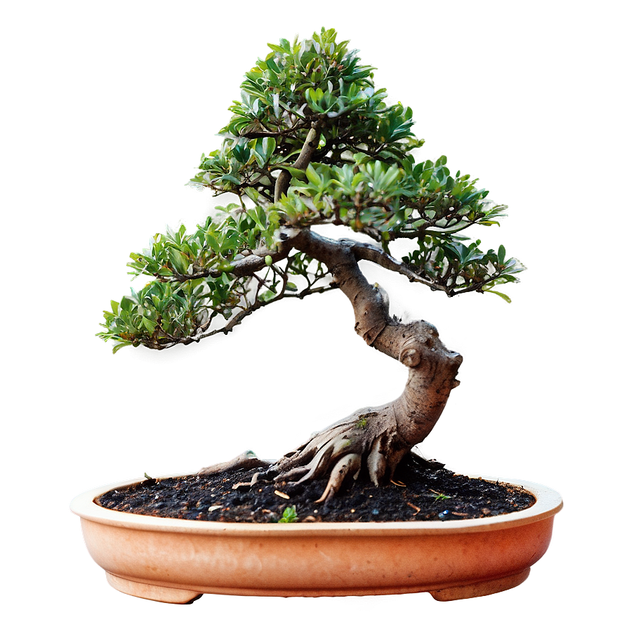 Bonsai Tree Branch Png Poi51 PNG image