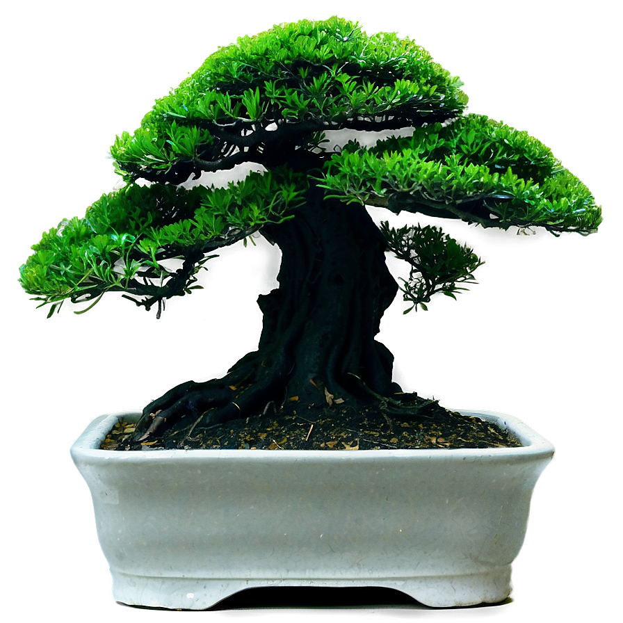 Bonsai Tree Silhouette Png Jbg PNG image