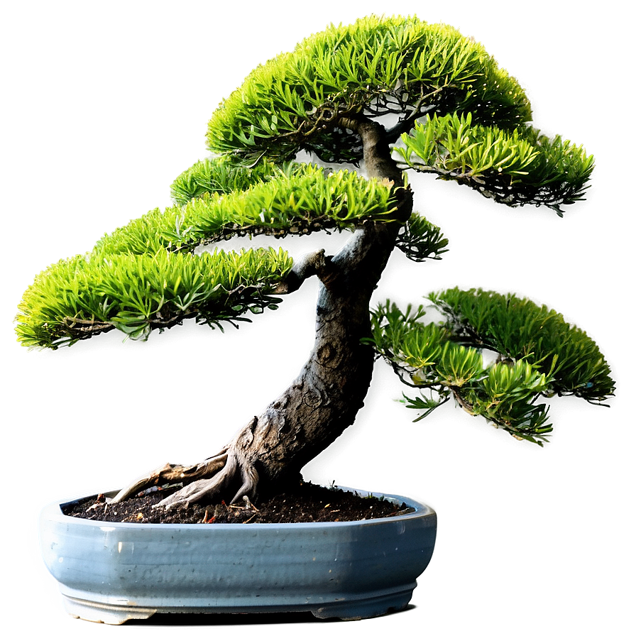 Bonsai Tree Toolkit Png 06202024 PNG image