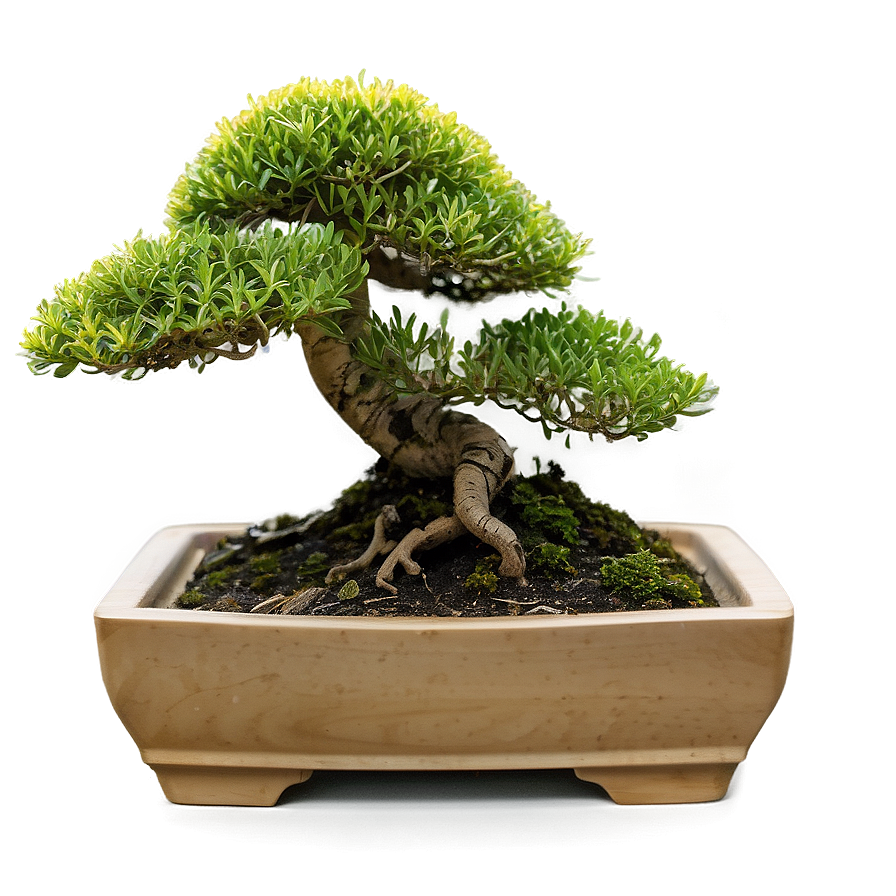 Bonsai Tree Toolkit Png Ttb28 PNG image