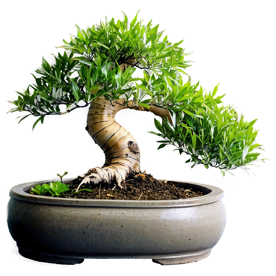 Bonsai Tree Png Images (100++)