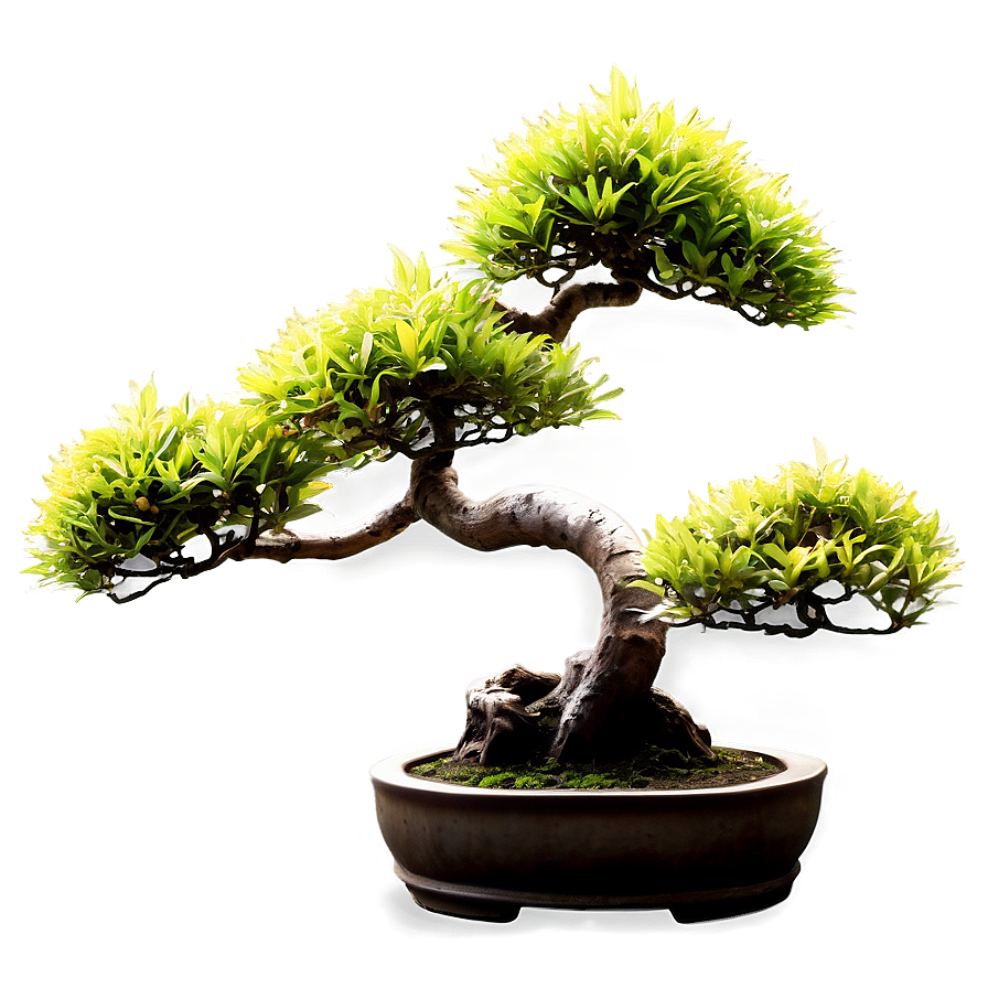 Bonsai Tree With Koi Fish Png 98 PNG image