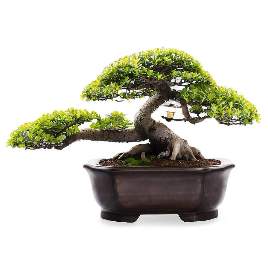 Bonsai Tree With Lanterns Png 31 PNG image