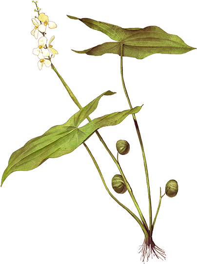 Botanical Illustration Green Plant PNG image