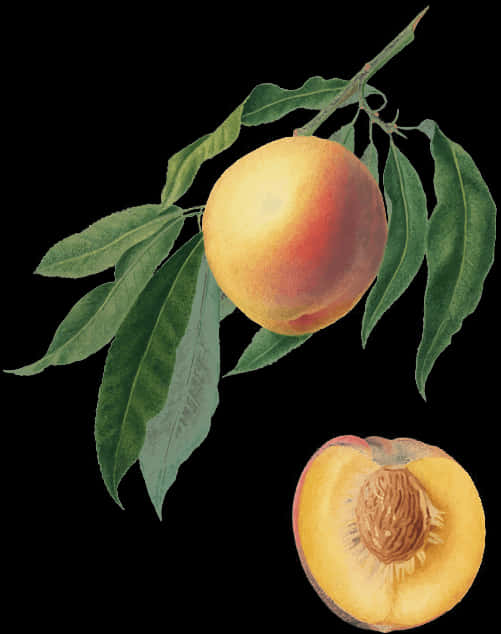 Botanical Peach Illustration PNG image