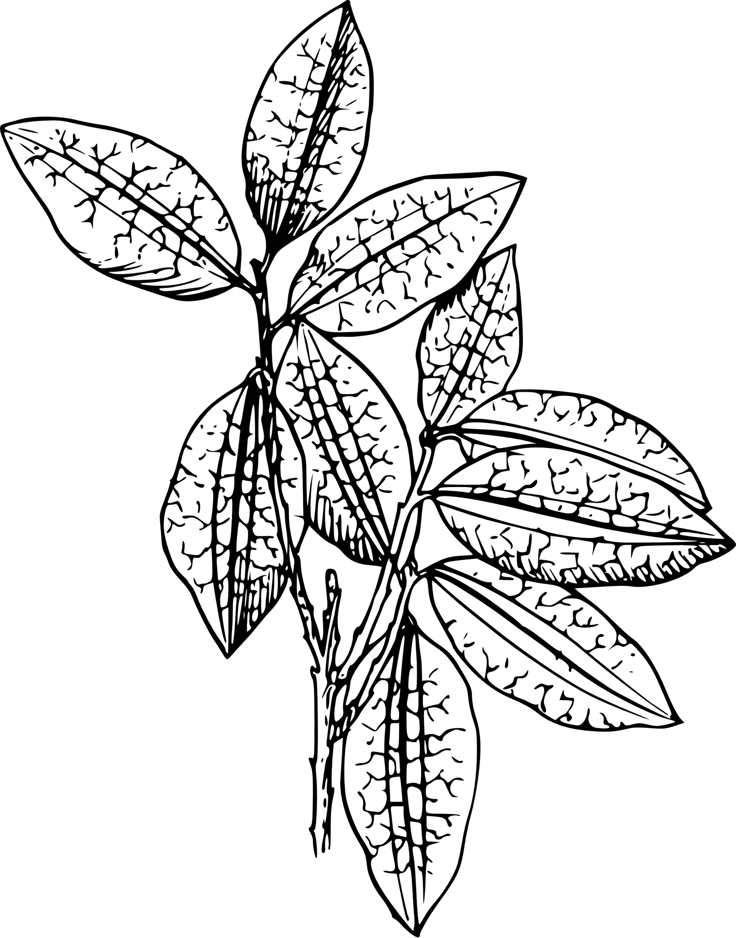 Botanical Sketch Blackand White PNG image