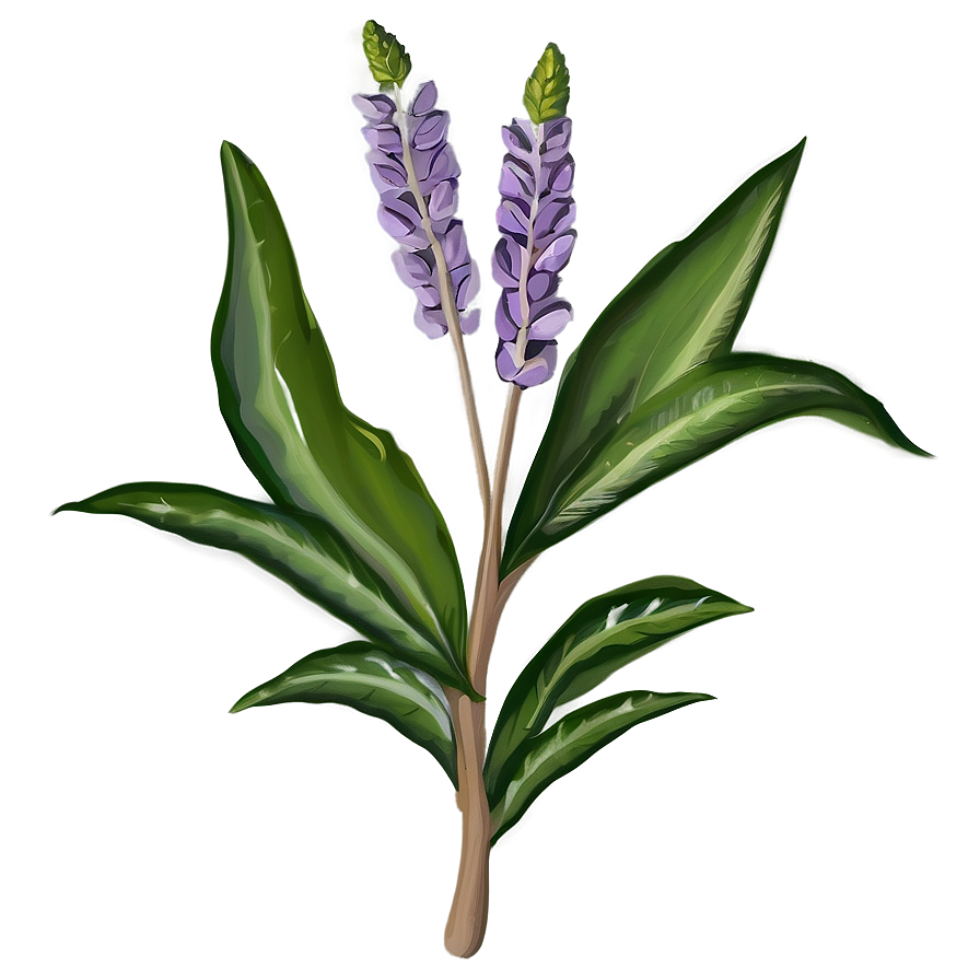 Botanical Study Drawing Png 31 PNG image