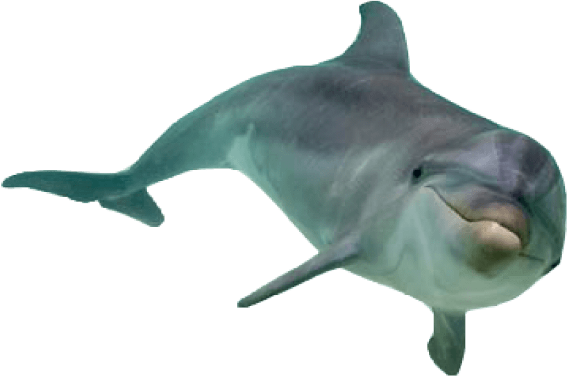 Bottlenose Dolphin Isolated PNG image