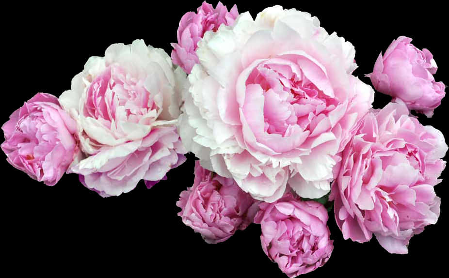 Bouquet_of_ Pink_ Peonies PNG image