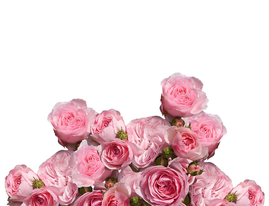 Bouquetof Pink Roseson Teal Background PNG image