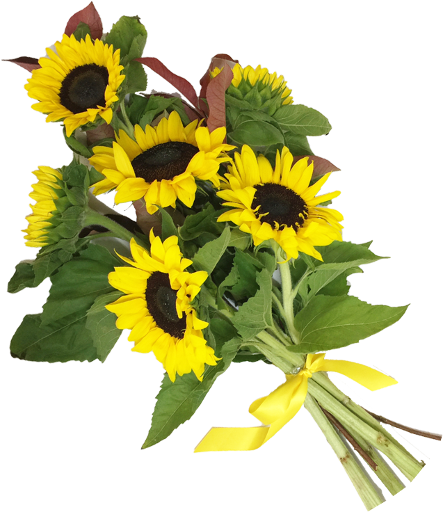 Bouquetof Sunflowerswith Yellow Ribbon PNG image