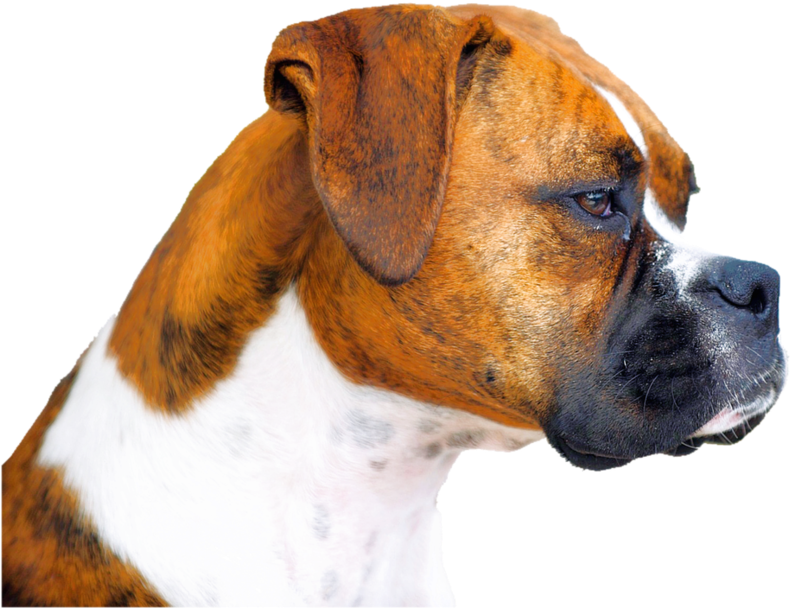 Boxer Dog Profile View PNG image
