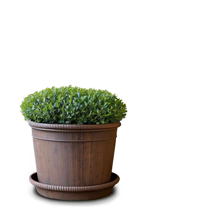 Boxwood Backdrop Png 06212024 PNG image