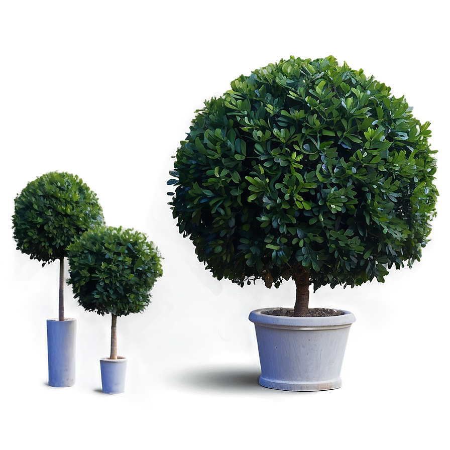 Boxwood Ball Png 06212024 PNG image