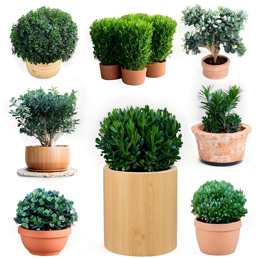 Boxwood Collection Png 47 PNG image