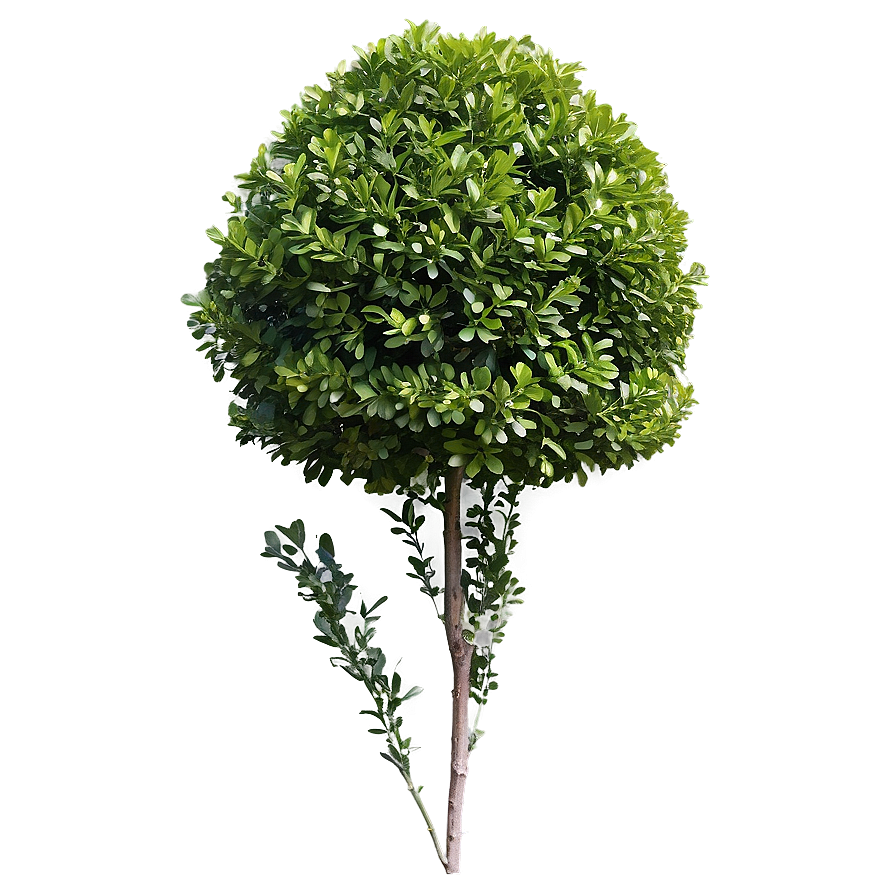 Boxwood For Decoration Png Ktq PNG image