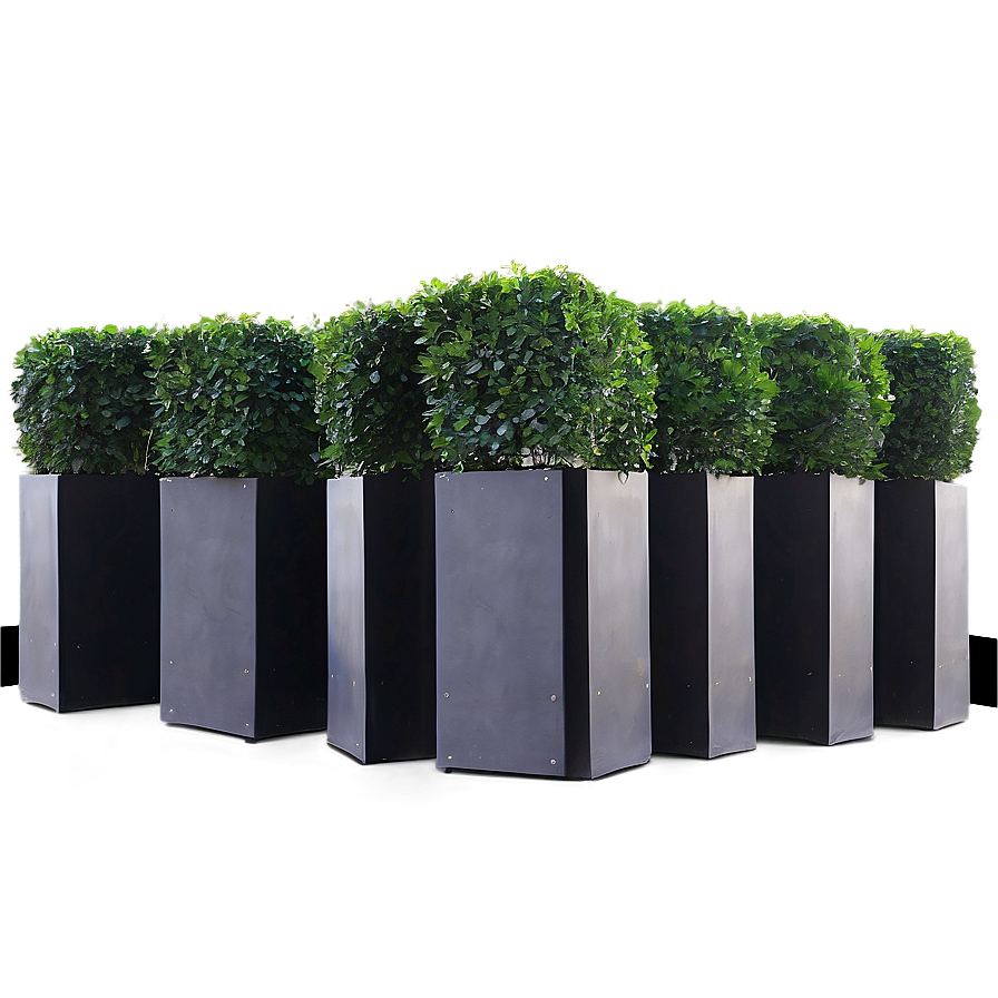 Boxwood For Event Decor Png 06212024 PNG image