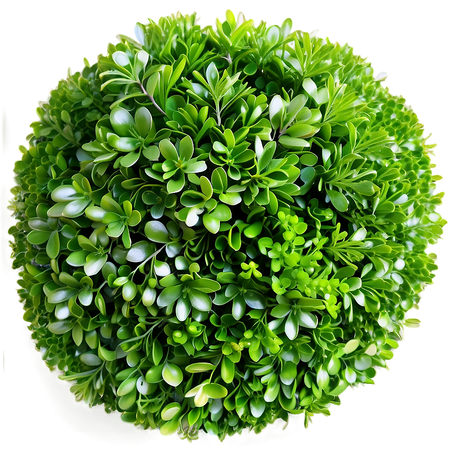 Boxwood Greenery Png Iqu PNG image