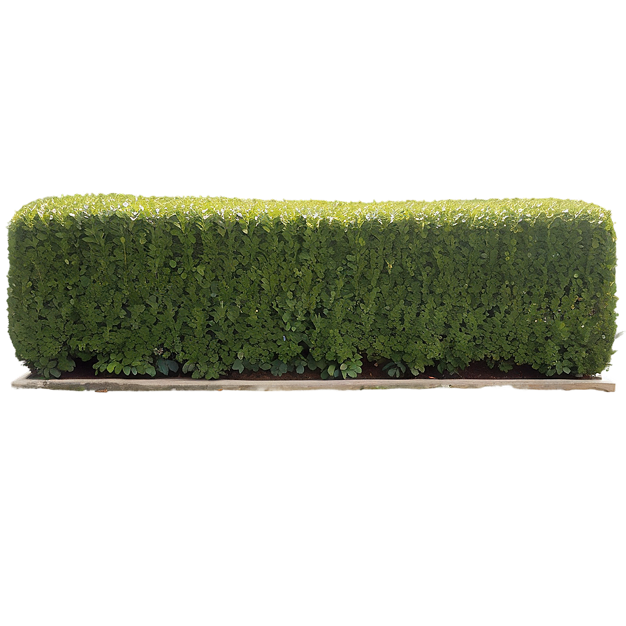 Boxwood Landscape Png Otq86 PNG image