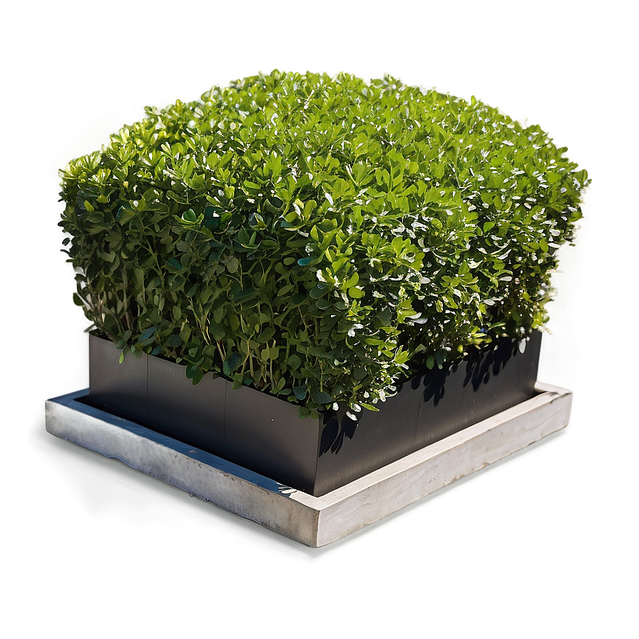 Boxwood On Terrace Png Ehm PNG image