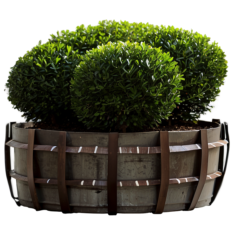 Boxwood Outdoor Png 1 PNG image