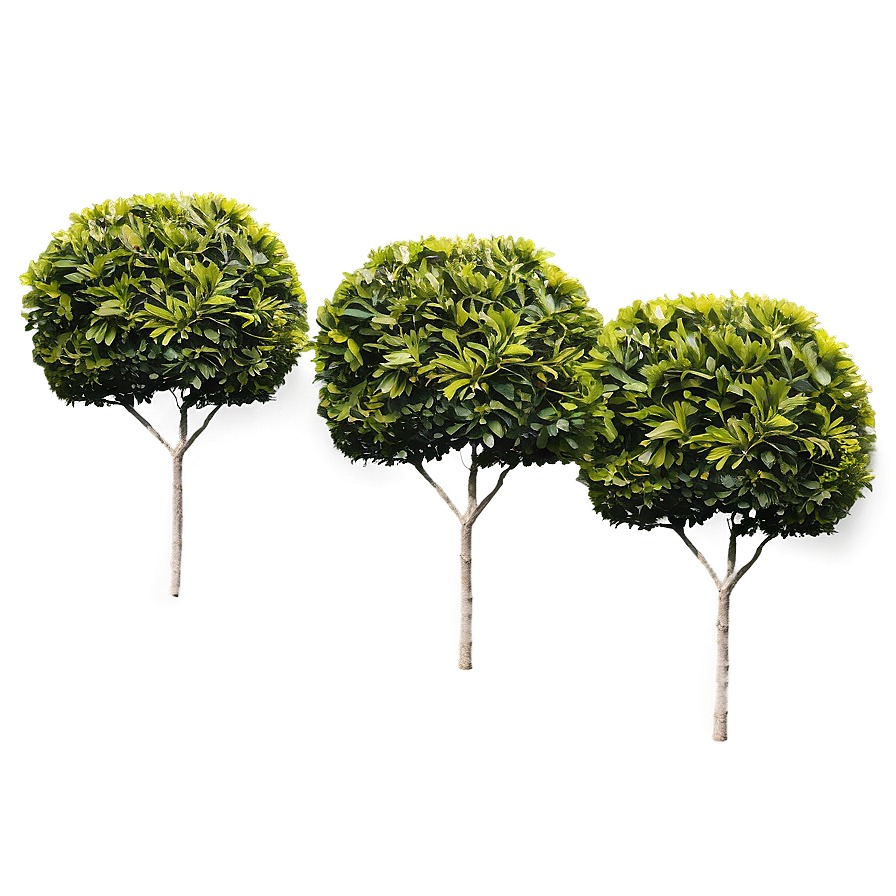 Boxwood Shrub Png Mjk25 PNG image