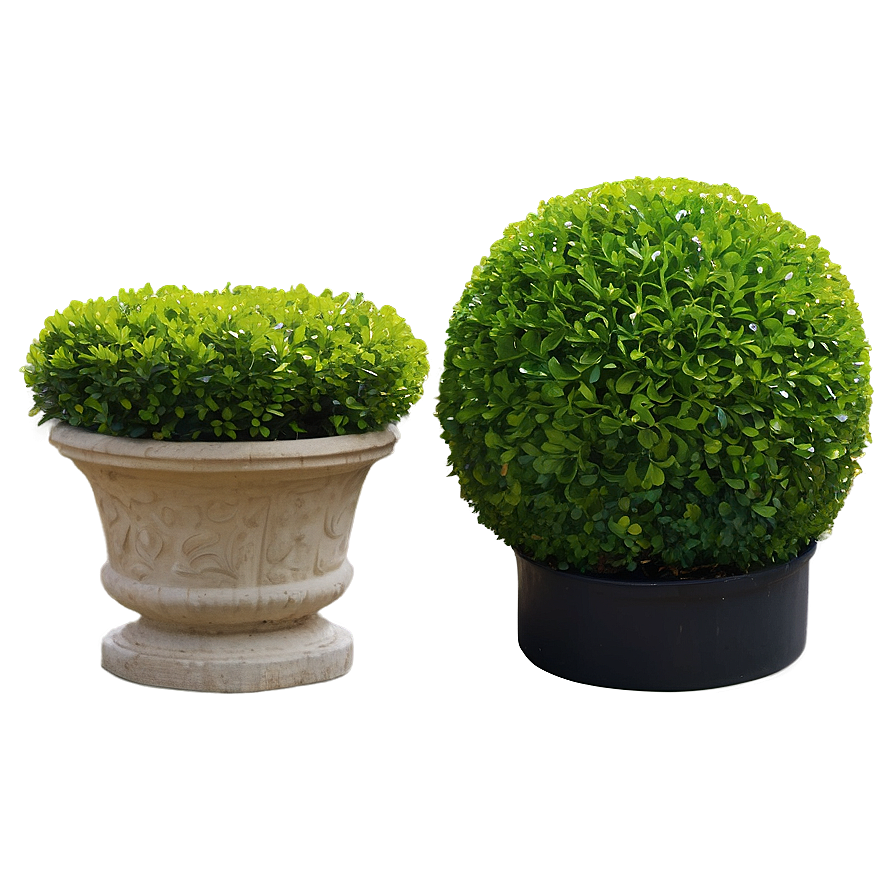 Boxwood Sphere Png 06212024 PNG image