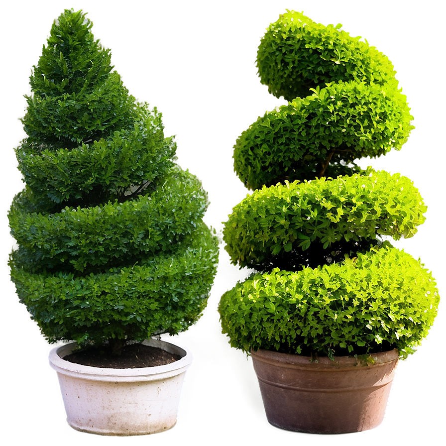 Boxwood Spiral Topiary Png Vci PNG image