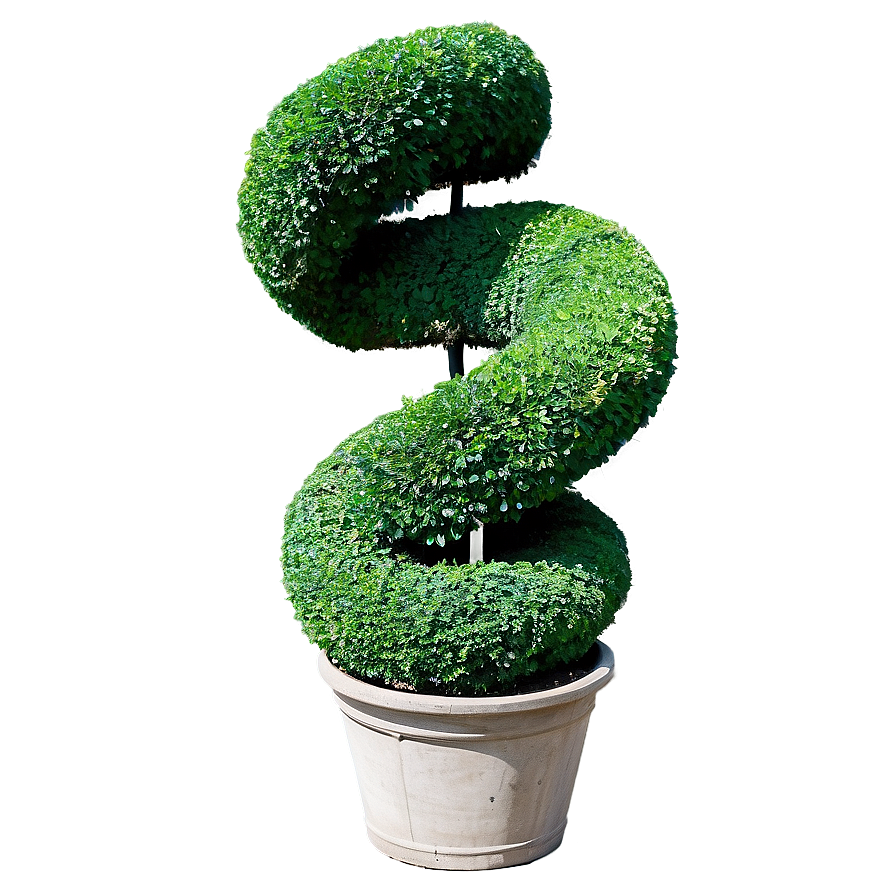 Boxwood Spiral Topiary Png Ymc19 PNG image