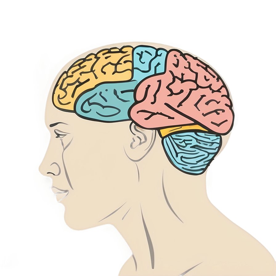 Brain Drawing Outline Png 06272024 PNG image