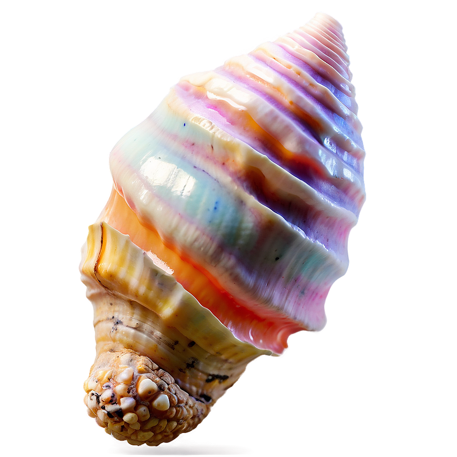 Bright Conch Shell Png Ilj PNG image