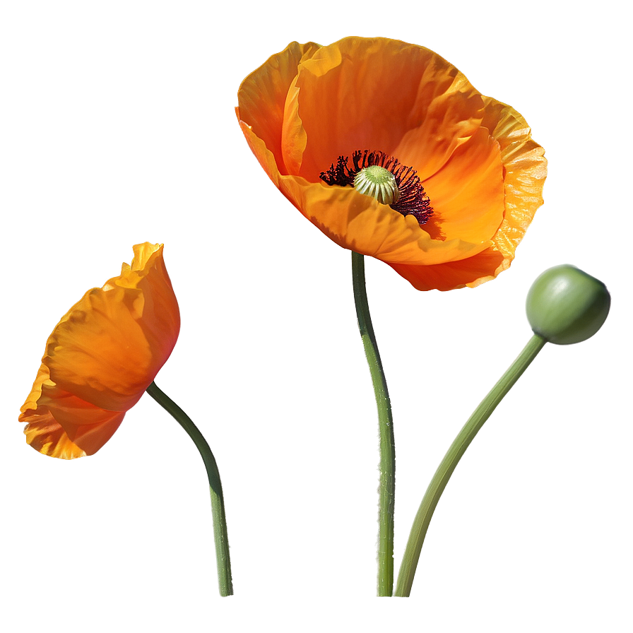 Bright Orange Poppy Png 06122024 PNG image