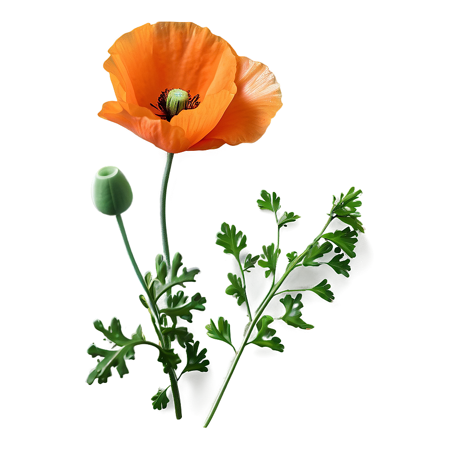 Bright Orange Poppy Png Uyi PNG image